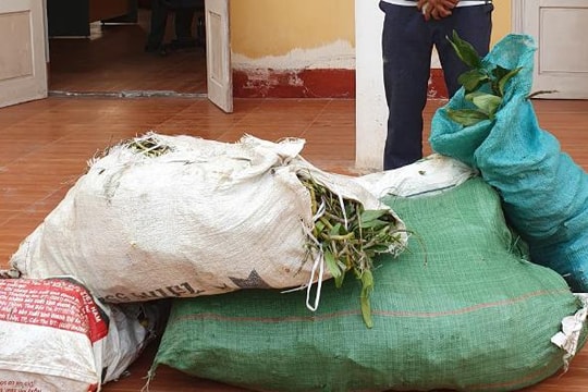 Xử phạt thanh niên vận chuyển trái phép 90kg phong lan rừng