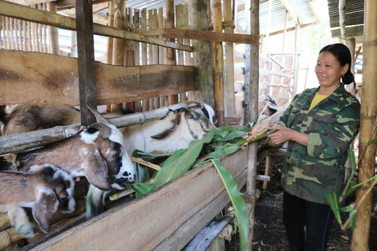 Giúp cây, con giống hơn hỗ trợ bột canh!