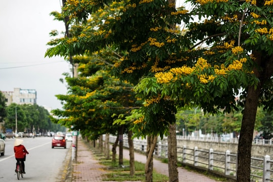 Đẹp ngất ngây mùa hoa giáng hương đầu tiên của thành phố Vinh