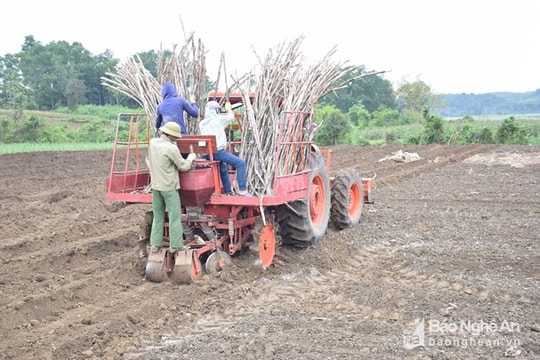 Giải pháp thâm canh mía  ở Nhà máy đường Sông Con