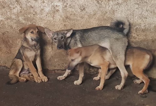 Hai bố con ở Hòa Bình tử vong vì chó dại cắn