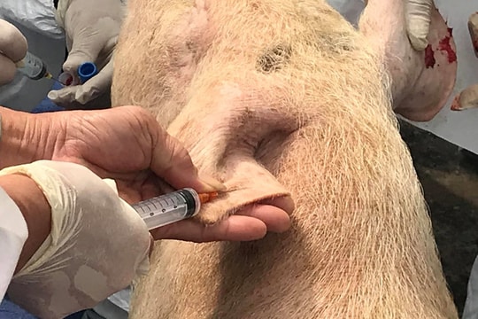 Bán đàn lợn mất 15 triệu tiền xét nghiệm: Dân kêu tốn quá