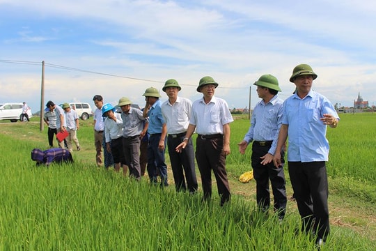 Nghệ An dự kiến gieo cấy 95.000 ha lúa hè thu - mùa