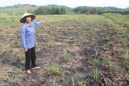  Vì sao 12 ha đất trồng mía bị bỏ hoang ở Quỳ Châu?