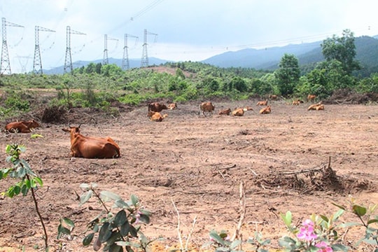 Bộ Công an yêu cầu định giá dự án nuôi bò lớn nhất Hà Tĩnh