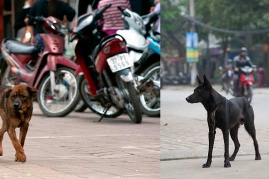 Hiểm họa từ chó thả rông