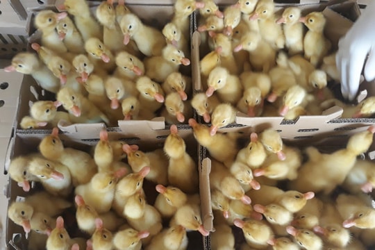 Bắt vụ vận chuyển 2.300 con gia cầm không rõ nguồn gốc từ Hà Nội về Nghệ An