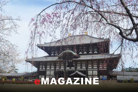 5 ngày, trên xứ sở hoa anh đào