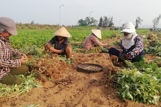 Diễn Châu được mùa lạc xuân