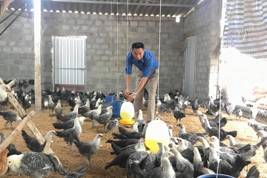  Thành công bước đầu của mô hình nuôi gà Ai Cập lấy trứng