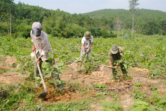 Nghệ An: Diện tích rừng sản xuất tăng gần 34 nghìn ha