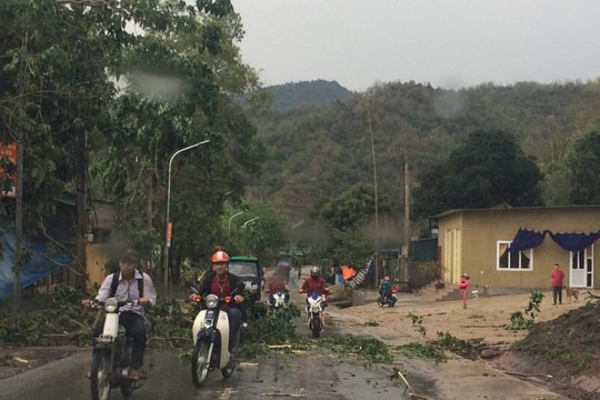 Nghệ An: Mưa đá làm cây cối, hoa màu bị gãy đổ
