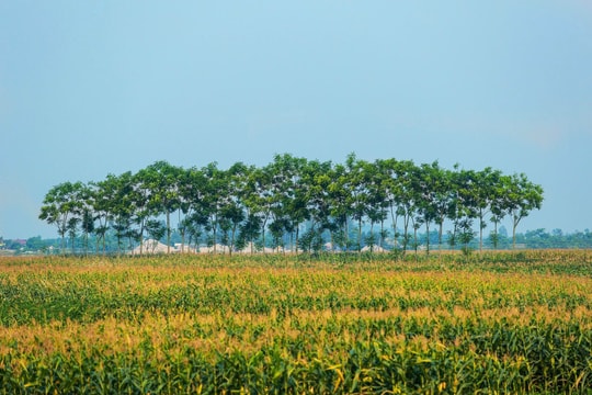 Những mảng đồng quê xanh trong con nắng đầu mùa