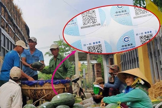 Từ 1/5, dưa hấu Việt Nam xuất đi Trung Quốc nếu lót rơm bị trả về