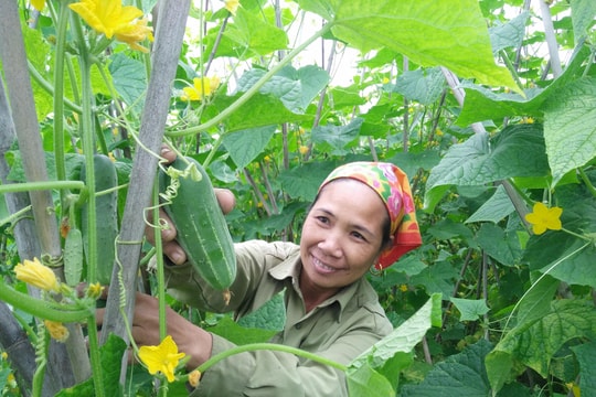 Nghệ An: "Rau mát" bán chạy ngày nóng đầu, nhà nông thu khá