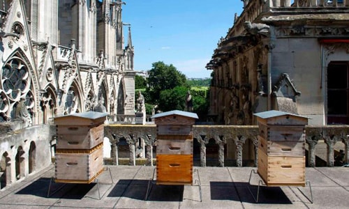 Đàn ong 180.000 con vẫn sống sót qua đám cháy Nhà thờ Đức Bà Paris