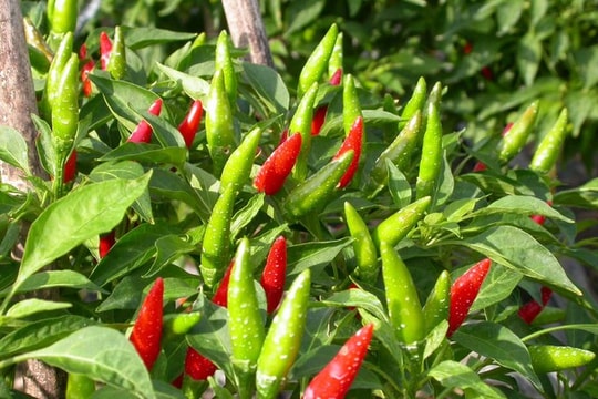 Được mùa ớt cay chỉ thiên, nông dân Nghệ An thu hàng trăm triệu 