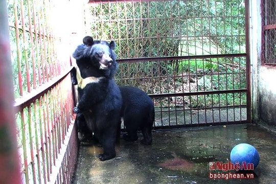 Sẽ chấm dứt hoàn toàn việc nuôi gấu lấy mật bất hợp pháp ở Nghệ An