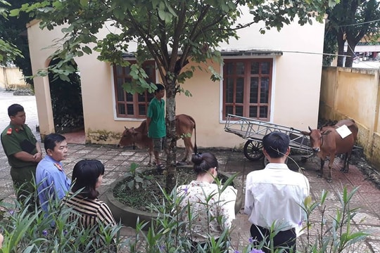 Bi hài chuyện xét nghiệm ADN... cho bò ở Nghệ An