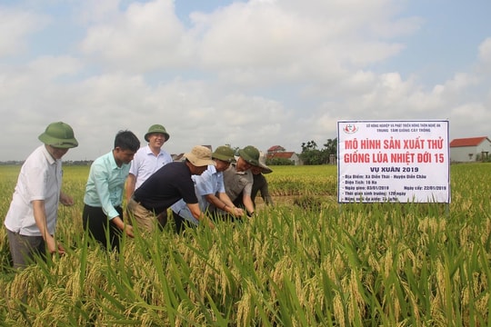 Hội thảo đầu bờ giống lúa thuần nhiệt đới 15