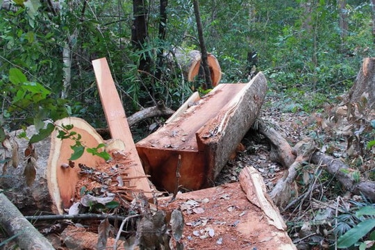 Phạt đến 1 tỷ đồng hành vi khai thác gỗ rừng trái phép
