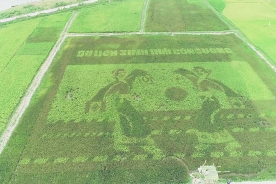 Cánh đồng lúa thảo dược công nghệ cao tạo hình độc đáo tại Con Cuông