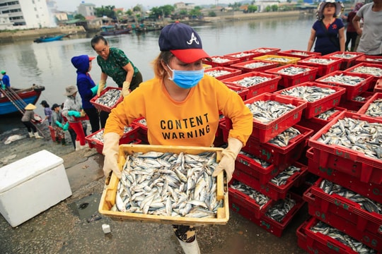 Trải nghiệm họp chợ cá từ lúc bình minh ở Cửa Lò