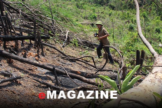 Không nương nhẹ sai phạm trong vụ phá rừng ở Quỳ Châu