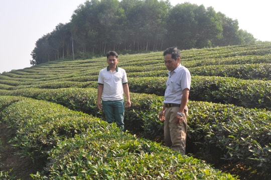 'Người tiên phong' phát triển kinh tế ở Cẩm Hòa