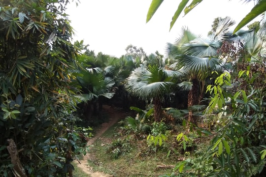 Phát hiện một người đàn ông tử vong ở bìa rừng Nghệ An