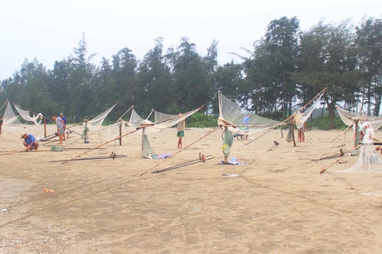 Đánh bắt ruốc biển, ngư dân Nghệ An thu tiền triệu mỗi ngày