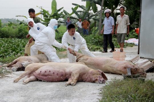 Quy chuẩn phòng, chống dịch tả lợn châu Phi