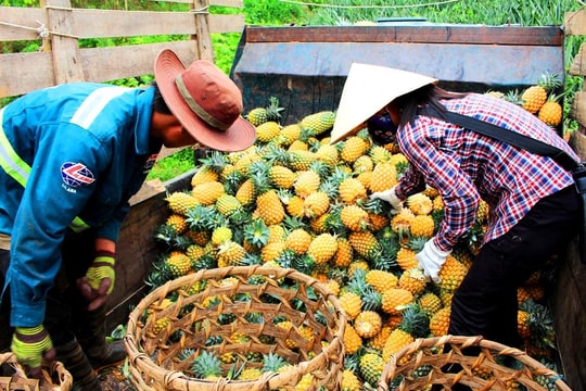 Nghệ An: Trời nắng nóng, quả ”giải khát” tiêu thụ mạnh