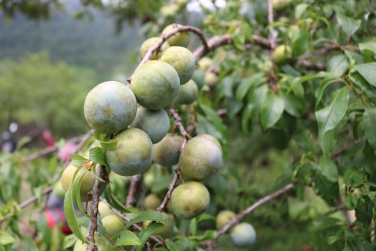 Mùa mận sớm trên cổng trời Mường Lống - 'tiểu Sa Pa xứ Nghệ'