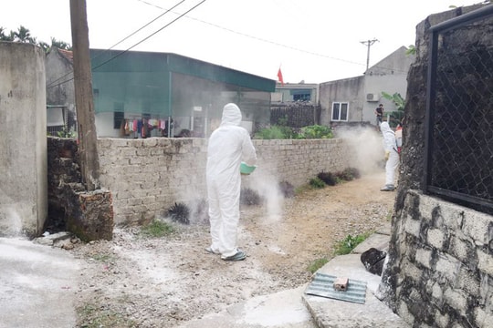 Xuất hiện ổ dịch tả lợn châu Phi đầu tiên ở thị xã Hoàng Mai