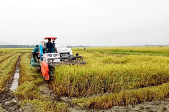 Mùa vàng bội thu trên quê lúa