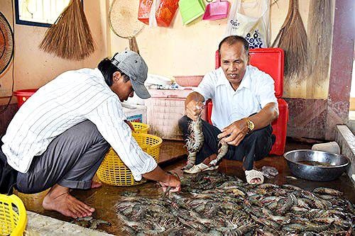 Rải cám gạo xuống ao, tôm sú lớn vù vù