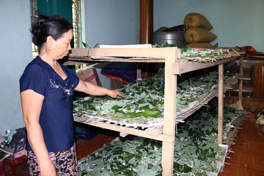 Đầu mùa, nông dân Anh Sơn nuôi tằm ăn lá sắn thu lãi cao