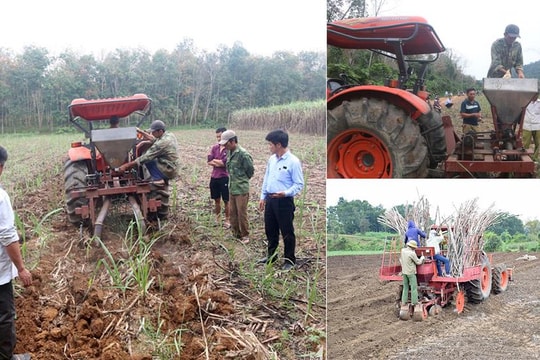 Công ty CP Mía đường Sông Con: Đồng hành cùng người trồng mía trong giai đoạn khó 