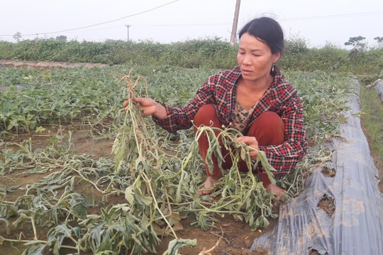 5 sào dưa hấu của nông dân ở Nghệ An bị phá hoại: Hành vi tàn nhẫn cần lên án!