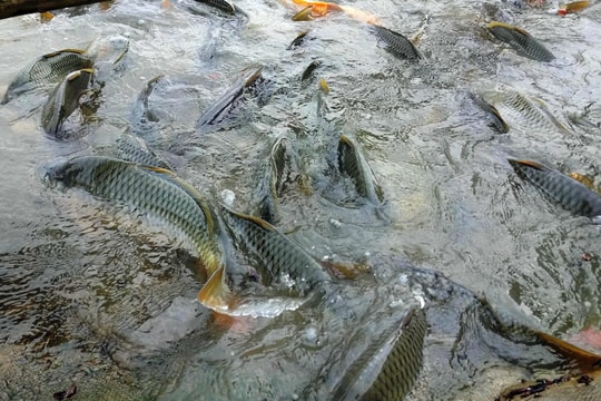 Làm lồng bè, nuôi cá chép giòn trên sông Lam