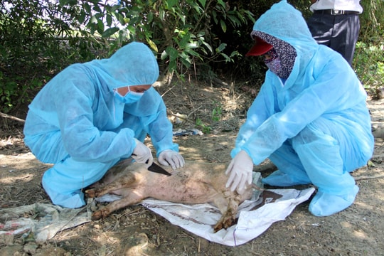 Bùng phát thêm nhiều điểm dịch tả lợn châu Phi tại Diễn Châu và Nghi Lộc