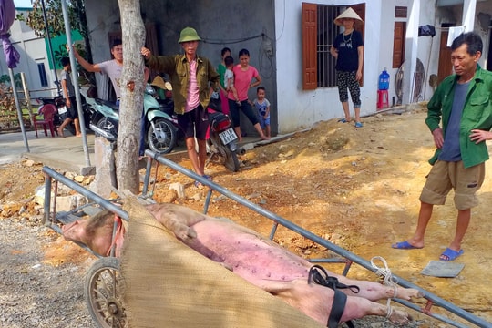 Phát hiện ổ dịch tả lợn châu Phi đầu tiên tại huyện Hưng Nguyên