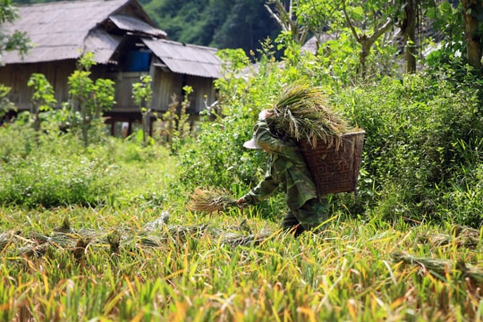 Người dân miền núi Nghệ An gồng mình thu hoạch lúa trong nắng như đổ lửa