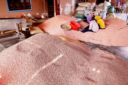 Nghệ An vào mùa xáo lạc