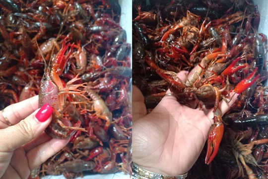 Tôm càng đỏ là loài có hại, bị cấm bán ở Việt Nam