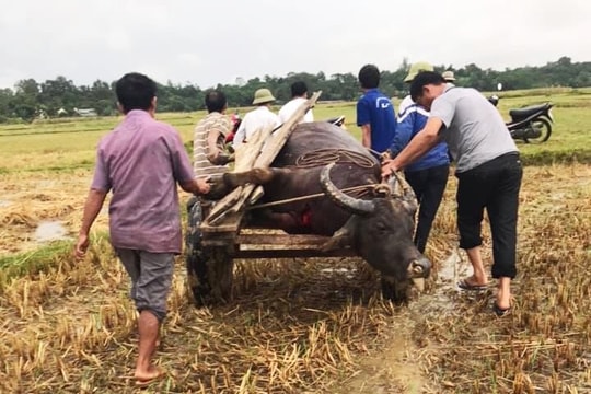  Sét đánh chết 3 con trâu sau trận mưa ở Nghệ An
