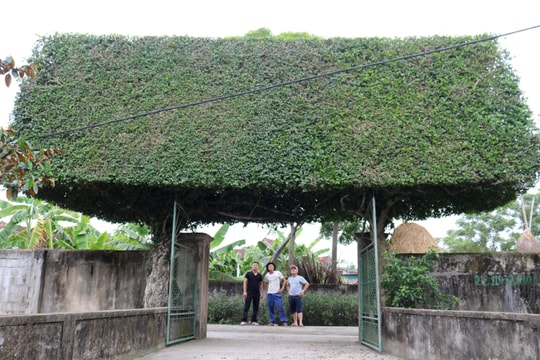 Độc đáo cổng nhà làm từ 2 cây duối cổ thụ ở Nghệ An