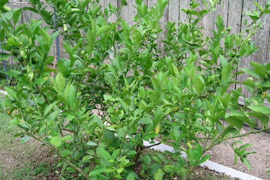 Sốc: Lá chanh ở Việt Nam chỉ để ăn với thịt gà luộc, sang Châu Âu bán 6,3 triệu đồng/kg