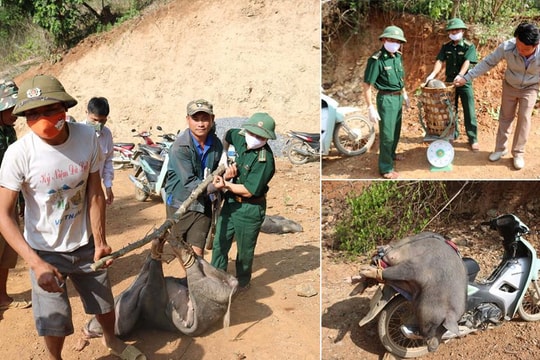 Tiêu hủy lợn mắc dịch tả châu Phi ở huyện rẻo cao Nghệ An